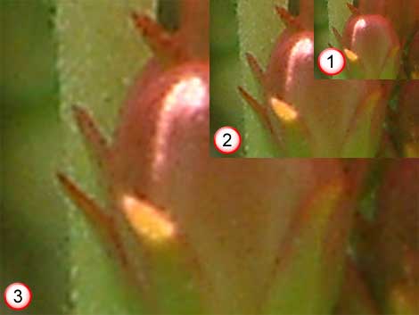 Inset 1 is the actual image while 2 and 3 are enlarged images that show pixelation Inset 1 is the actual image while 2 and 3 are enlarged images that show pixelation