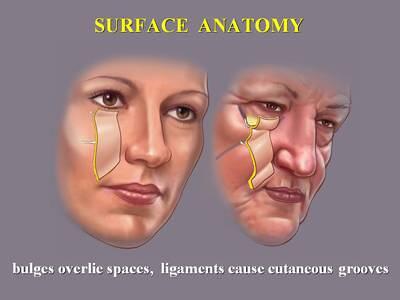 Courtesy Dr. Bryan Mendelson