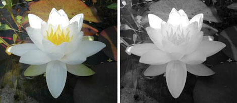The original color image is 4.9 megabytes. After removal of color information, the file is one third the size of the full color version The original color image is 4.9 megabytes. After removal of color information, the file is one third the size of the full color version