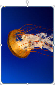 Picture fill applied to tablet shape