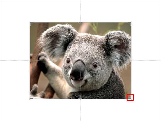 Result of applying Crop option on a picture