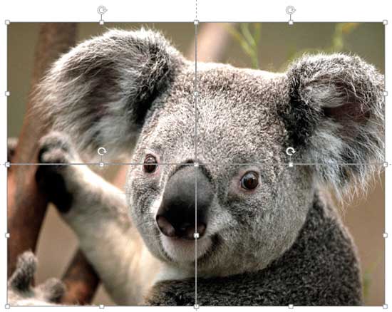 All pictures cropped