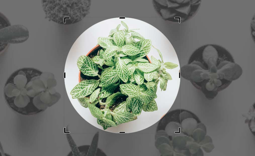 Cover a certain area of the image by cropping creatively in PowerPoint 365