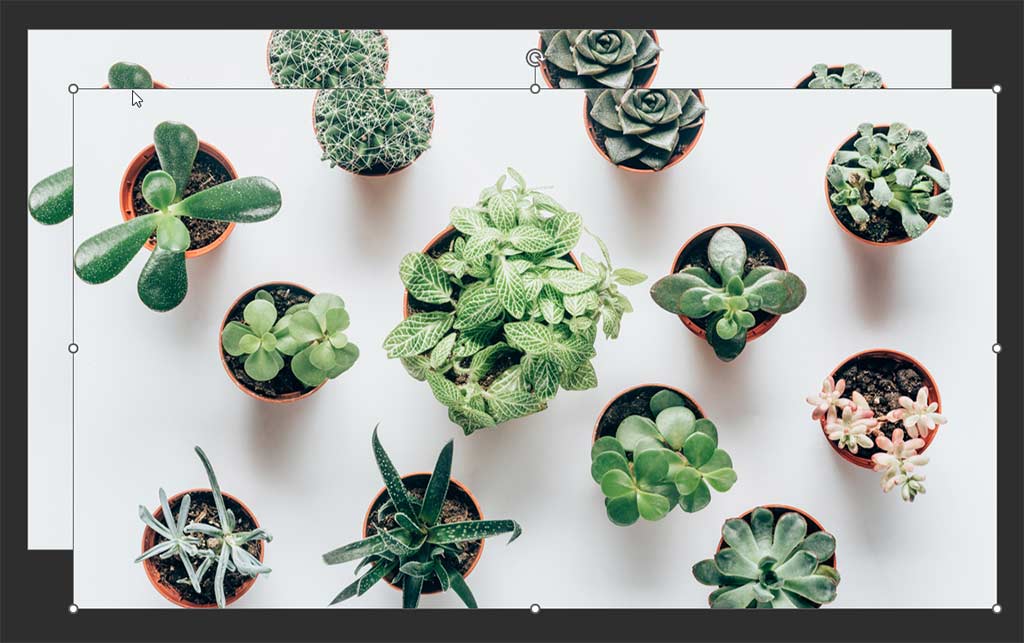 Duplicated image is slightly offset in the slide