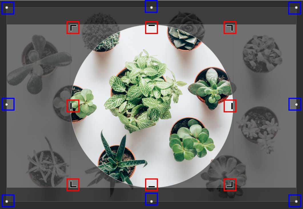 Eight crop handles in PowerPoint 365 for Windows
