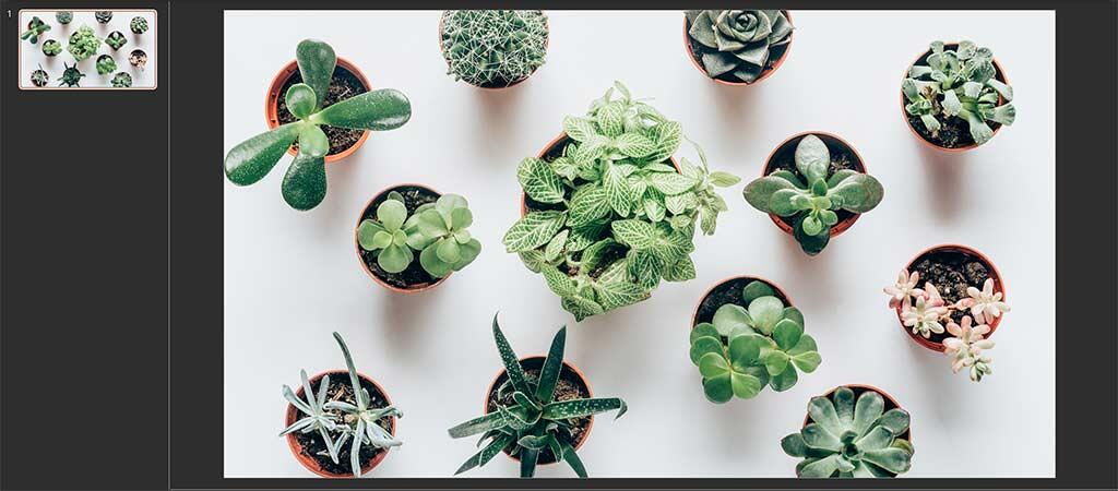 Insert a full-slide sized image in PowerPoint 365 for Windows