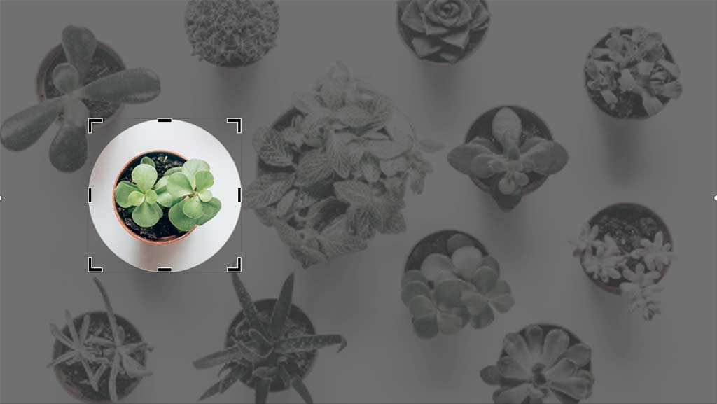 Moving the cropped area in PowerPoint 365