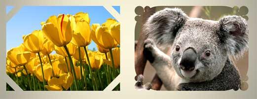 Custom picture placeholders