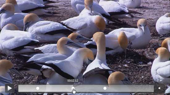 Play video clip from the Bookmark position in Slide Show view Play video clip from the Bookmark position in Slide Show view