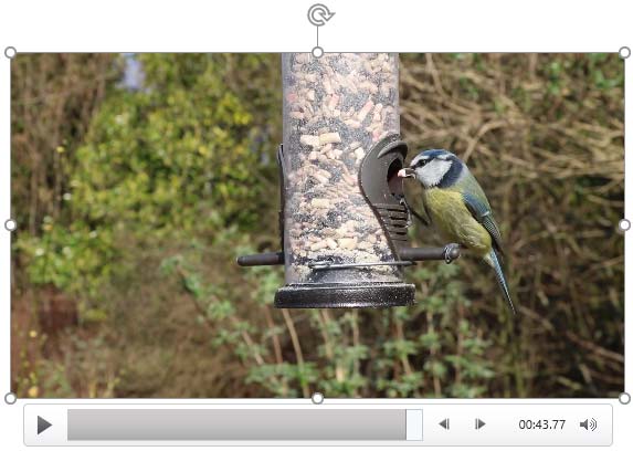 Paused video shows a frame