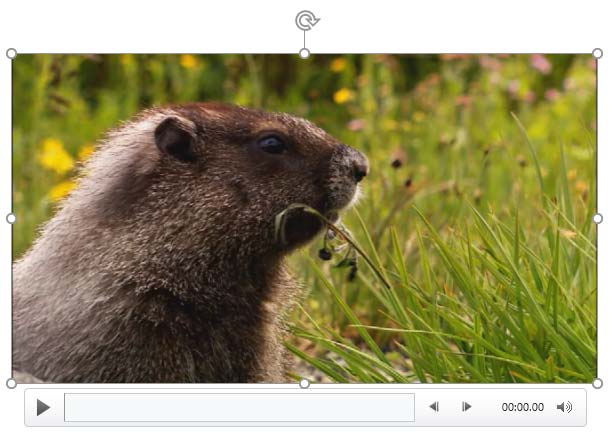 Reset Design option applied to the video