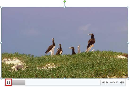 Pause button within the Player Control bar