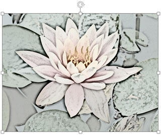 Selected picture with fine-tuned filter effect Selected picture with fine-tuned filter effect