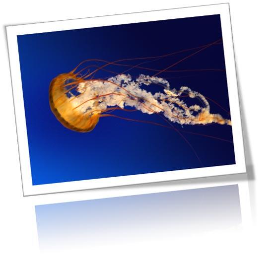 Picture applied with various enhancing options Picture applied with various enhancing options