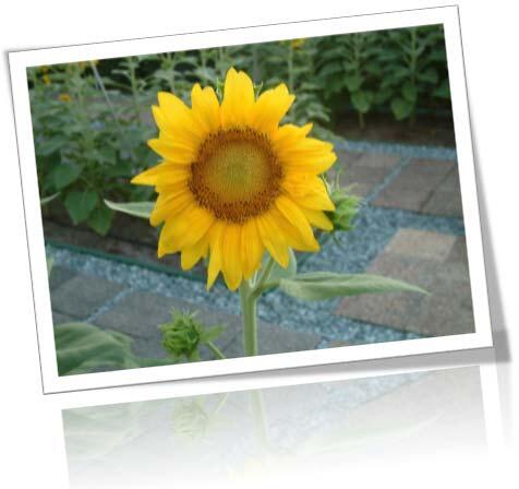 Picture replaced with a new picture