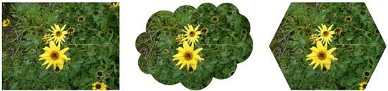 Picture cropped using the Crop to Shape option Picture cropped using the Crop to Shape option