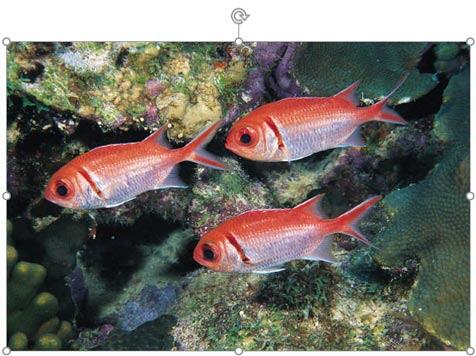 Crop to Shape option within the Crop drop-down gallery