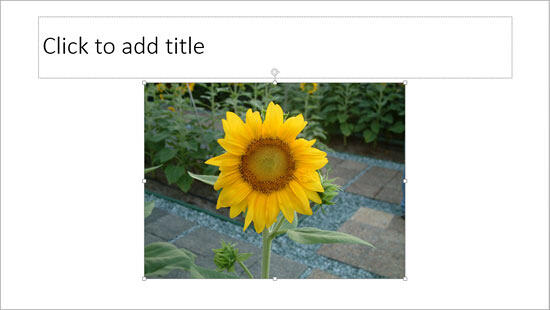 Picture inserted on the slide