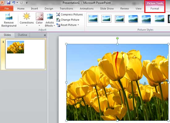 Picture Tools Format tab of the Ribbon Picture Tools Format tab of the Ribbon