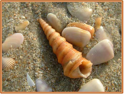 Picture border added and enhanced Picture border added and enhanced