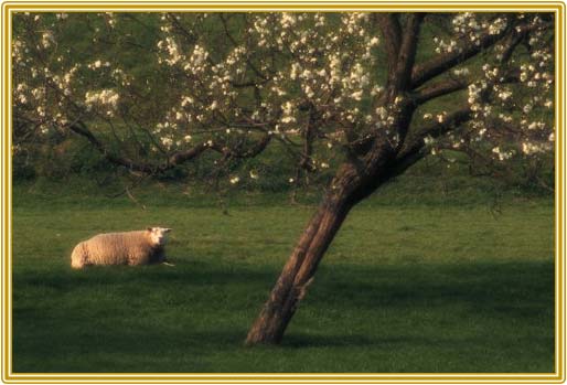 Picture border added and enhanced Picture border added and enhanced