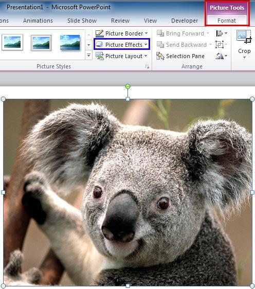 Picture Effects button within the Picture Styles group Picture Effects button within the Picture Styles group