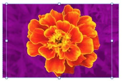 Magenta overlaid areas reduced by enlarging the selection box Magenta overlaid areas reduced by enlarging the selection box