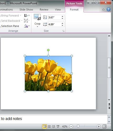 Reset Picture option applied to picture Reset Picture option applied to picture