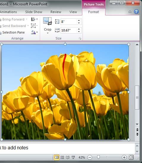 Reset Picture & Size option applied to picture Reset Picture & Size option applied to picture