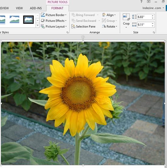 Reset Picture & Size option applied to picture