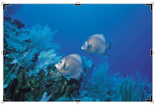 Result of applying Crop option on a picture in a placeholder Result of applying Crop option on a picture in a placeholder