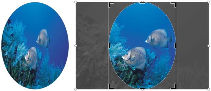 Squished picture fill can be rectified with the Fill crop option Squished picture fill can be rectified with the Fill crop option