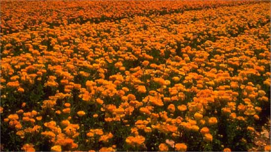 Picture inserted within slide