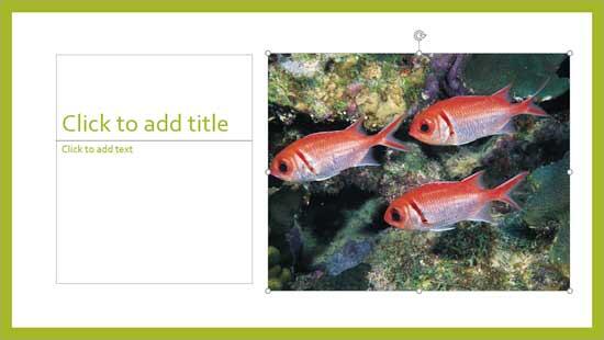 Picture inserted within the Picture placeholder