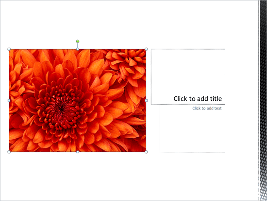 Picture inserted within the Picture placeholder