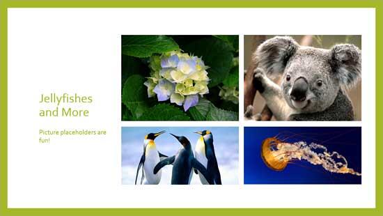 New Picture Slide Layout added with pictures