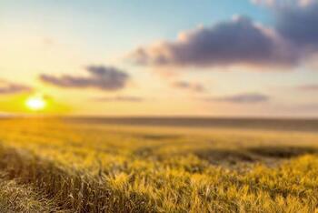 Design Shapes: The Circle, The Sun