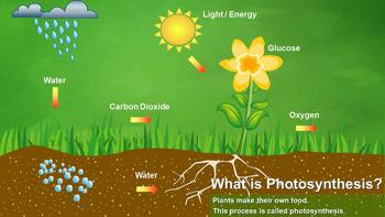 Photosynthesis PowerPoint Presentation