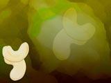 Cashew Nuts PowerPoint Templates