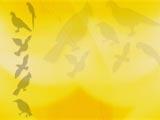 Birds PowerPoint Templates