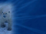 Polar Bear PowerPoint Templates