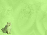 Cat: Persian PowerPoint Templates