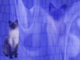 Cat: Siamese PowerPoint Templates