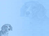 Dog: Beagle PowerPoint Templates
