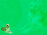 Dog: Golden Retrievers PowerPoint Templates