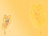 Dog: Pomeranian PowerPoint Templates