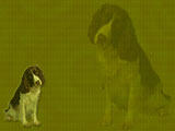 Dog: Spaniels PowerPoint Templates