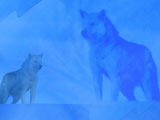 Wolf PowerPoint Templates
