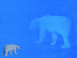 Polar Bear PowerPoint Templates