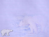 Polar Bear 06 PowerPoint Template